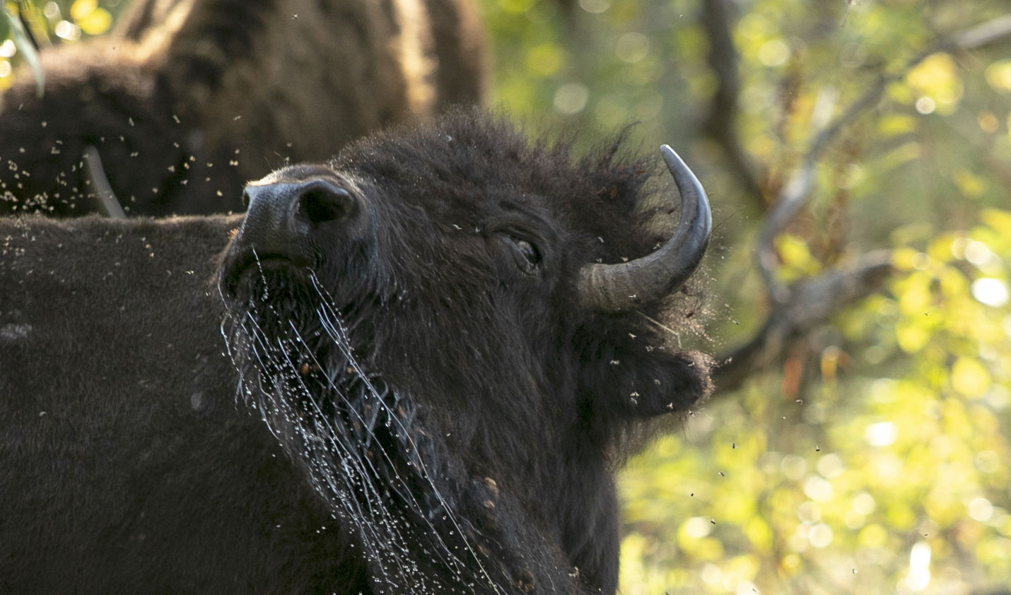 Buffalo Roundup Preview